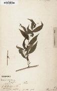 Alexander von Humboldt Panicum ruscifolium